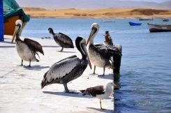 more pelicans