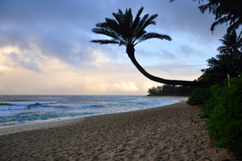 palm trees on Oahu